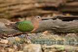 Image. Common Emerald Dove