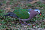 Image. Common Emerald Dove