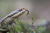 Image. Common European Adder