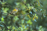 Image. Common Firecrest