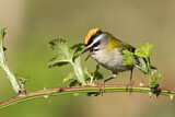 Image. Common Firecrest