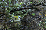 Image. Common Firecrest