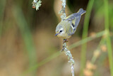 Image. Common Firecrest