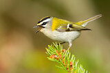 Image. Common Firecrest
