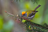 Image. Common Firecrest