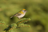 Image. Common Firecrest