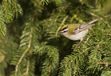 Image. Common Firecrest