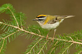 Image. Common Firecrest