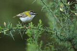 Image. Common Firecrest