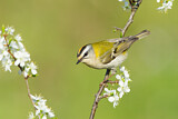 Image. Common Firecrest