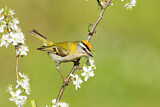 Image. Common Firecrest