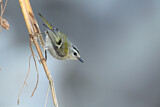 Image. Common Firecrest