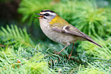 Image. Common Firecrest