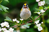 Image. Common Firecrest