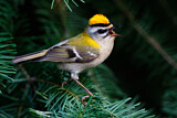 Image. Common Firecrest
