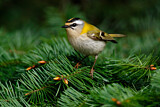 Image. Common Firecrest