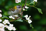 Image. Common Firecrest