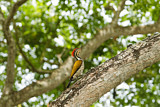 Image. Common Flameback