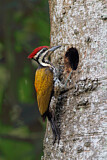 Image. Common Flameback