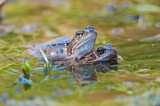 Image. Common Frog