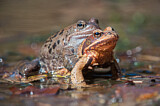 Image. Common Frog