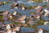 Image. Common Frog