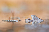 Image. Common Frog