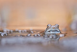 Image. Common Frog