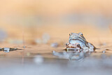 Image. Common Frog