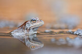 Image. Common Frog