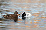 Image. Common Goldeneye & Mallard
