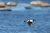 Image. Common Goldeneye