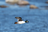Image. Common Goldeneye