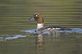 Image. Common Goldeneye
