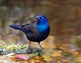 Image. Common Grackle