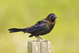 Image. Common Grackle