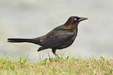 Image. Common Grackle