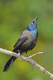 Image. Common Grackle