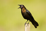Image. Common Grackle