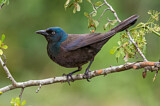 Image. Common Grackle