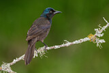 Image. Common Grackle