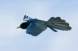 Image. Common Grackle
