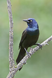 Image. Common Grackle