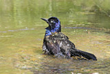 Image. Common Grackle