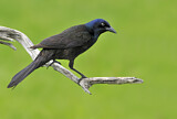 Image. Common Grackle
