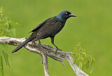 Image. Common Grackle
