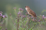 Image. Common Grasshopper Warbler