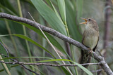 Image. Common Grasshopper Warbler