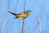 Image. Common Grasshopper Warbler