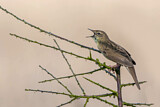 Image. Common Grasshopper Warbler